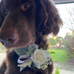 Pode incluir: Um c&atilde;o castanho a usar um colar de flores brancas e vegeta&ccedil;&atilde;o. O c&atilde;o est&aacute; a olhar para a c&acirc;mara com a cabe&ccedil;a inclinada.