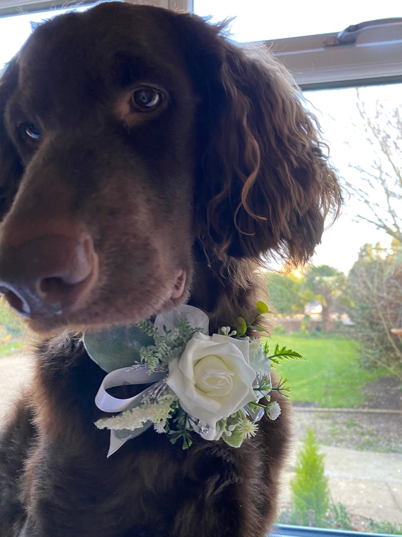 Pode incluir: Um c&atilde;o castanho a usar um colar de flores brancas e vegeta&ccedil;&atilde;o. O c&atilde;o est&aacute; a olhar para a c&acirc;mara com a cabe&ccedil;a inclinada.