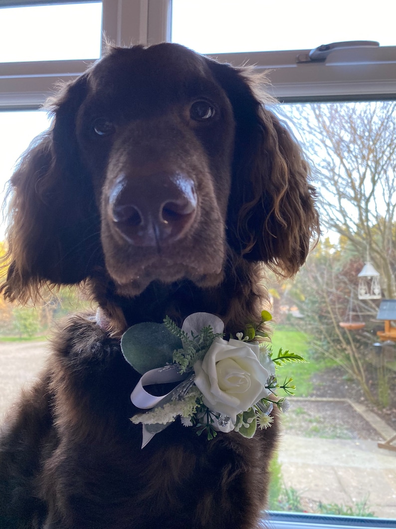 Pode incluir: Um c&atilde;o castanho usando um colar de flores brancas e folhagem.