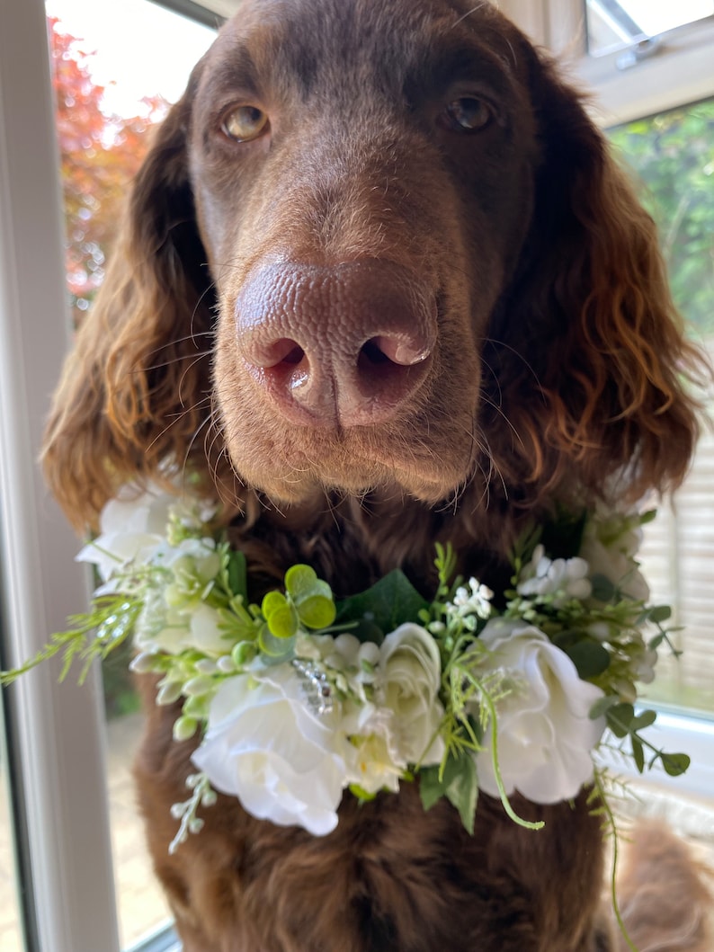 Dog Flower Garland,silk Flower Wedding Collar, white Ribbon sash Neck Accessory, ceremony collar,floral pet collar image 2