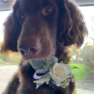 Pet corsage, dog collar accent, dog neckwear, flower collar, dog of honour collar flowers, flowers for dog collar, adornment collar flower