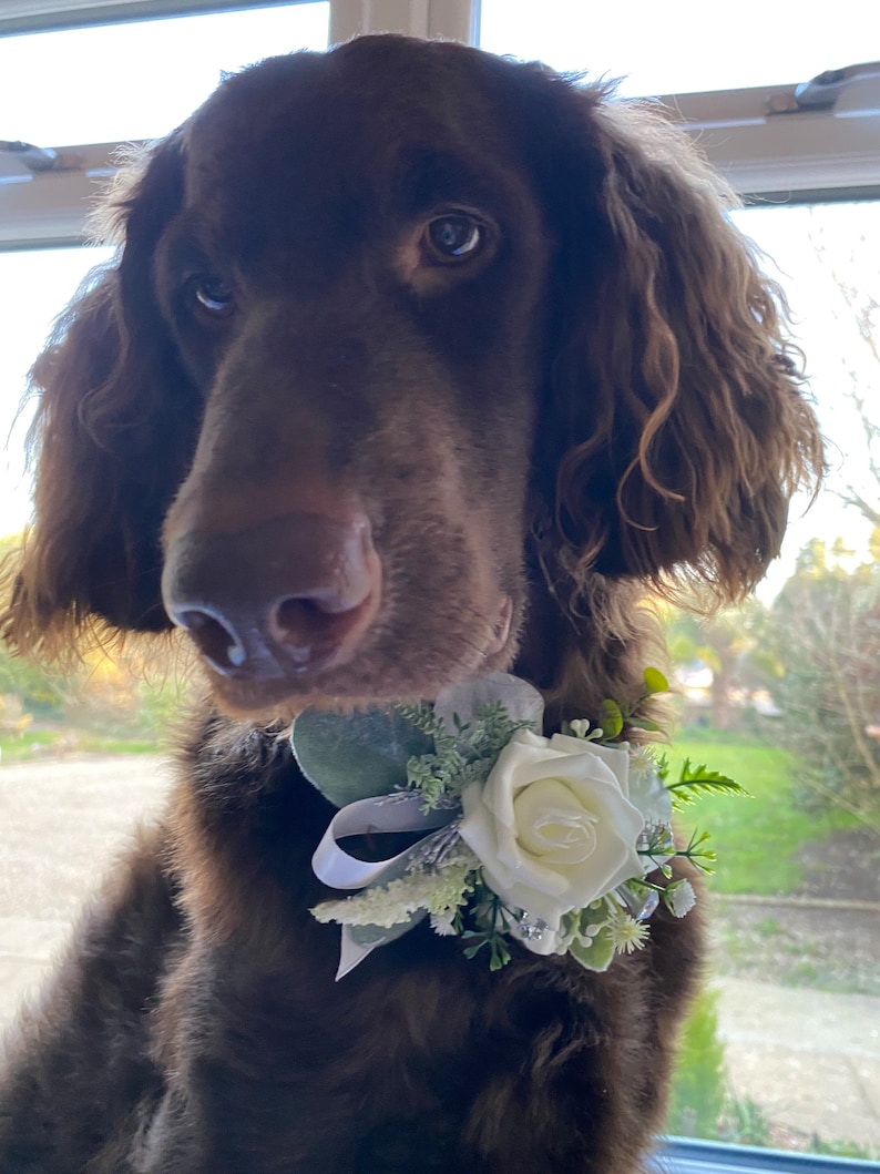 May include: A brown dog wearing a white flower and greenery collar, slip over corsage made with high quality silk everlasting flowers in white with silver accents. stunning addition for a special guest appearance doggo at any event, especially wedding ceremony, christening, etc. Select your ribbon colour, flowers in your theme too!