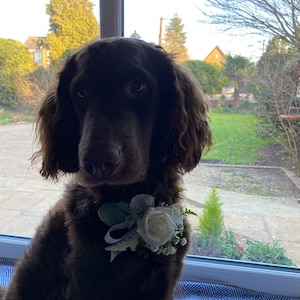 Pode incluir: Um c&atilde;o castanho usando um colar de flores brancas e folhagem, olhando para fora de uma janela. O c&atilde;o est&aacute; sentado em uma superf&iacute;cie com um padr&atilde;o azul e branco.