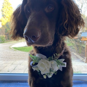 Pode incluir: Um c&atilde;o castanho a usar um colar de flores brancas com folhas verdes e uma fita branca. O c&atilde;o est&aacute; sentado em frente a uma janela.