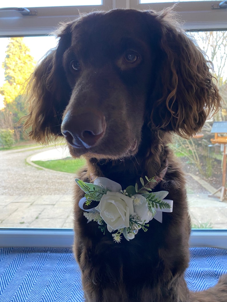 Pode incluir: Um c&atilde;o castanho a usar um colar de flores brancas com folhas verdes e uma fita branca. O c&atilde;o est&aacute; sentado em frente a uma janela.