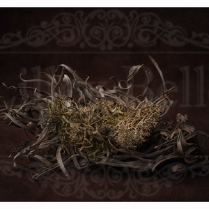 Digital Background - Digital Photography Backdrop - Digital Newborn Prop - Organic Moss Bed with Dark Textured Backdrop