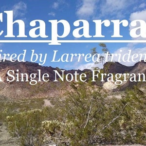 Chaparral fragrance, inspired by Larrea tridentata image 1