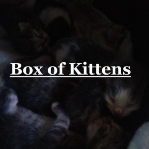 Box of Kittens fragrance (smells just like kittens)