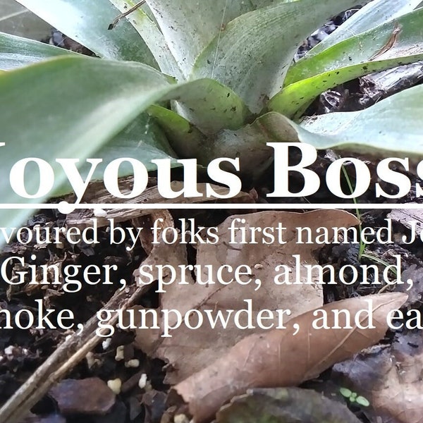 Joyous Boss fragrance, favoured by people named Joy (ginger, spruce, almond, smoke, gunpowder, and earth)