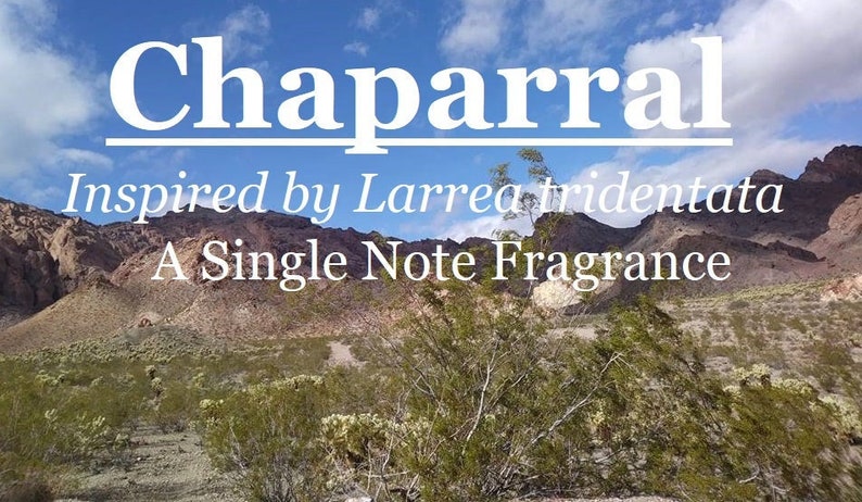 Chaparral fragrance, inspired by Larrea tridentata image 1