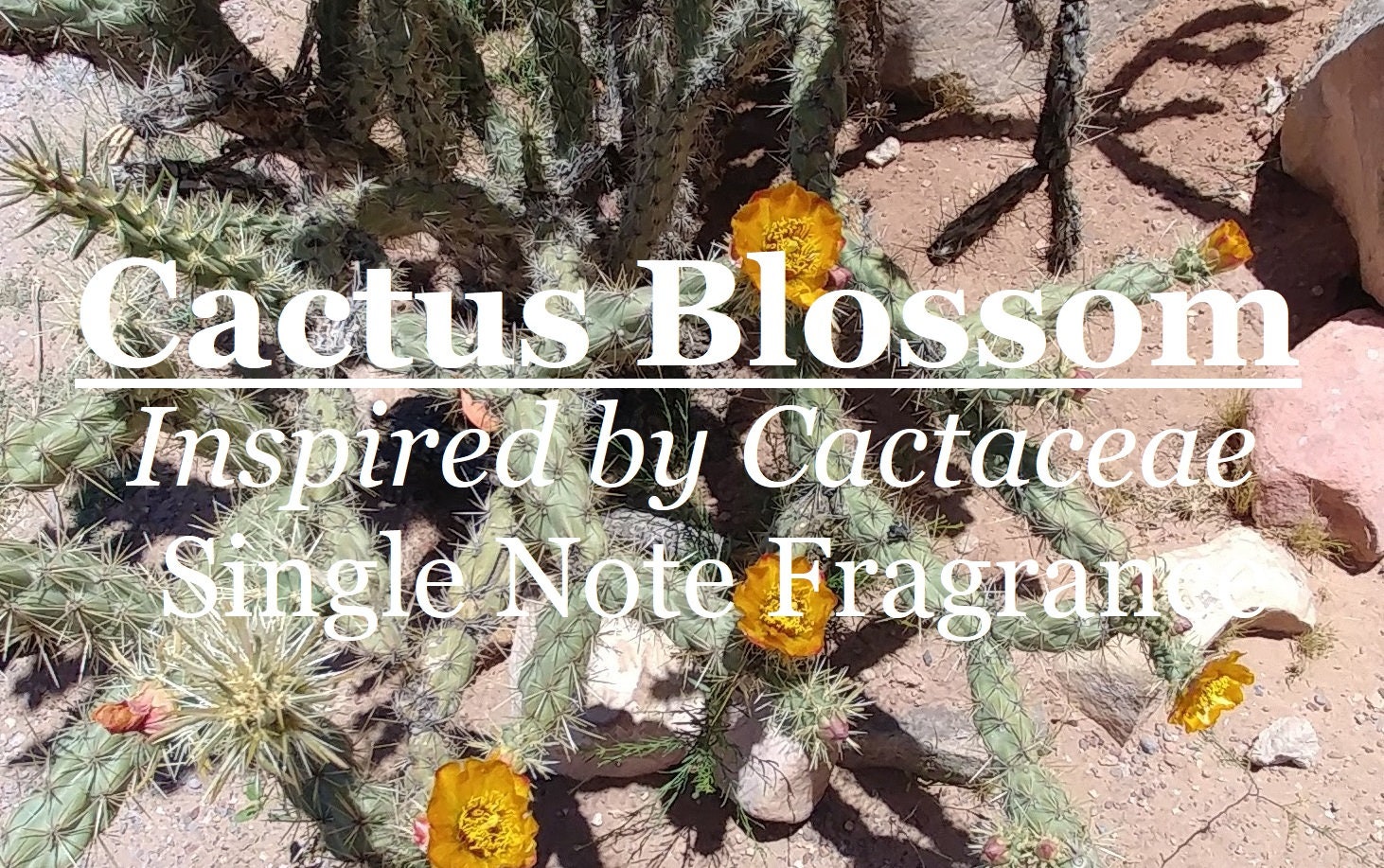 Cactus Blossom Inspired Perfume 