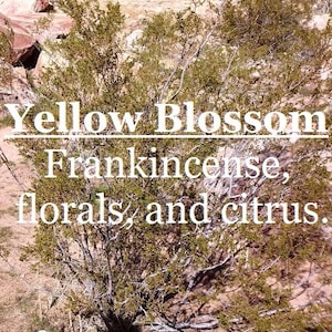Yellow Blossom fragrance, favored by people who like golden herb bushes (frankincense, florals, citrus)