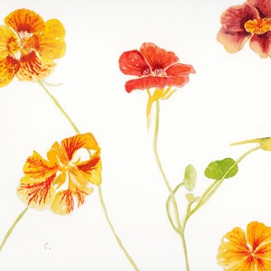Cartões de aquarela de capuchinha feitos à mão, um conjunto de quatro