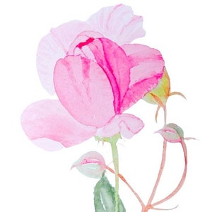 Rosa - Una bella rosa antica rosa - Biglietti d'auguri fatti a mano con acquerello