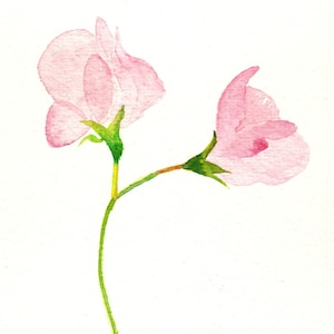 Biglietti d'auguri fatti a mano con delicati fiori di pisello odoroso rosa pastello, acquerelli. Un biglietto di compleanno dolcemente grazioso per lei o un regalo di biglietti unici.