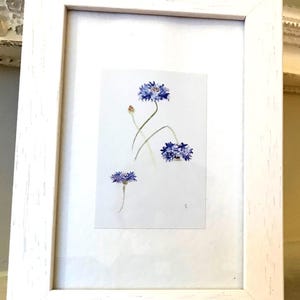 Blue Cornflowers - Small Floral Watercolour Framed Print - Botanical Home Decor - Wall Art