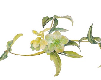 Handmade Watercolour Hellebore Flower Cards A beautiful gift for Mum