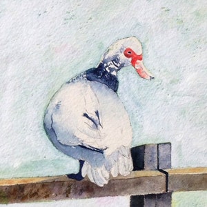 Cartões de pato almiscarado feitos à mão em aquarela, um conjunto de quatro