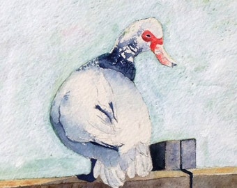 Handmade Watercolour Muscovy Duck Cards a set of four