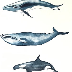 Baleias assassinas - um cartão de aniversário feito à mão em aquarela - perfeito para um fã de animais marinhos