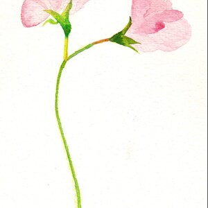 Biglietti d'auguri fatti a mano con delicati fiori di pisello odoroso rosa pastello, realizzati ad acquerello. Un dolce e grazioso biglietto d'auguri per lei o un regalo originale con bigliettini.