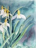 Handmade Snowdrop Cards a beautiful set of 4 Watercolor Cards 