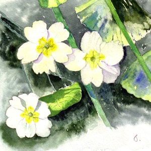 Primroses Handmade Aquarellkarten ein vierer Set