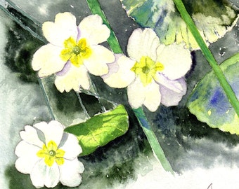 Primroses Handmade Watercolour Cards a set of four