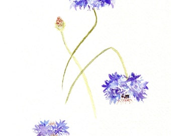 Cartes à l’aquarelle faites à la main de cornflowers un ensemble de quatre