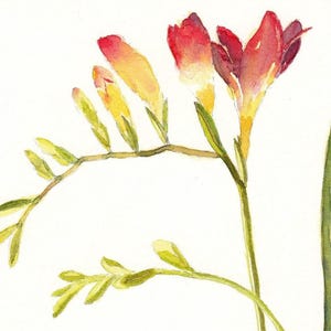 フリージア - 手作りの水彩画 オレンジと黄色の花のグリーティングカード - 楽しい誕生日カード