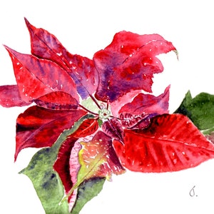 Roter Weihnachtsstern Blumen Aquarell Grußkarten