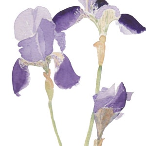 Fiore di iris blu - Biglietto di auguri di compleanno fatto a mano con acquerello o regalo per l'insegnante - Set di biglietti