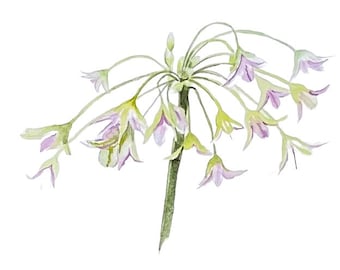 Original Watercolour Allium Flower Painting