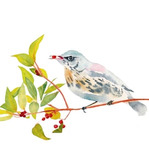 Pássaro Fieldfare - Cartões de felicitações em aquarela feitos à mão - perfeitos para amantes de pássaros