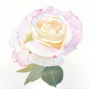 Rose de la paix - Cartes d'anniversaire aquarelles faites main ou lot de cartes