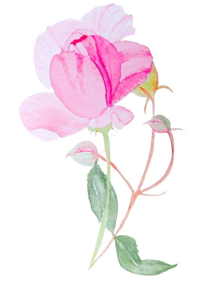 Sweet Small Gift of Pretty Pink Rose Watercolour Handmade Cards image 1