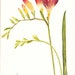 see more listings in the Flower Cards section