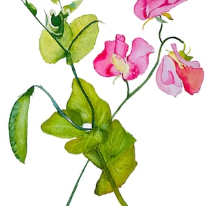 Sweet Pea und Gartenerbse Aquarell handgemachte botanische Grußkarten