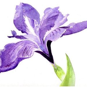 Iris - eine blaue Pazifikküstenblume - Handgemachte Aquarell Grußkarten - 13 x 12 cm