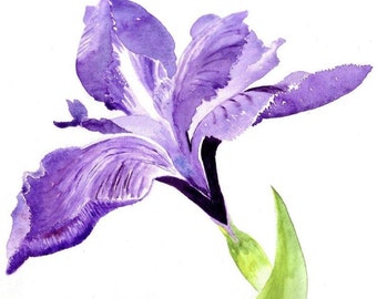 Handmade Watercolour Beautiful Purple Iris Cards 5 x 5 inches
