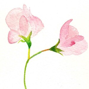 Rosa Sweet Pea Karten - eine zarte Blumenkarte zum Geburtstag oder Muttertag