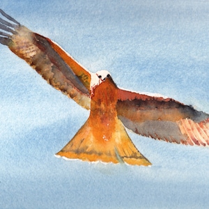 Nibbio reale - una favolosa cartolina artistica con uccelli - una cartolina fatta a mano con acquerello per gli amanti degli uccelli, aquila in volo