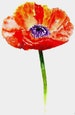 Handmade Watercolour Botanical  Poppy Cards 