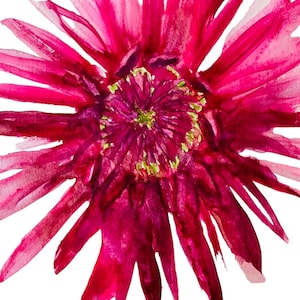 Dahlia - uma deslumbrante flor rosa magenta cartões de felicitações em aquarela feitos à mão em dois tamanhos 6 x 4 e 7 x 5 polegadas