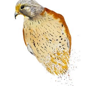 Kestrel, um cartão de aniversário feito à mão em aquarela para um amante de pássaros