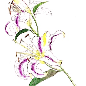 Caneta artesanal Stargazer Lily Flower e cartão de nota floral aquarela