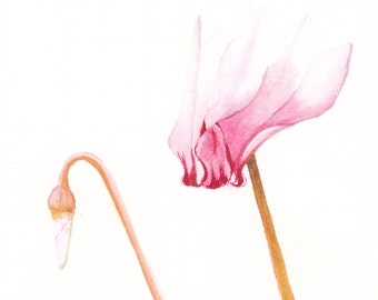 Handmade Watercolour Beautiful Pink Cyclamen Cards,