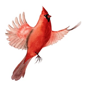 Rode kardinaalvogel - handgemaakte aquarel natuur verjaardagskaarten