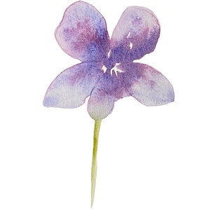 Cartões artesanais em aquarela Wild Violet