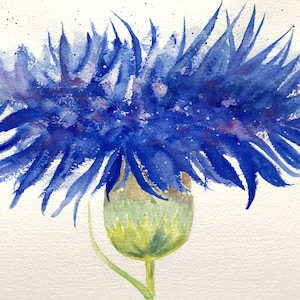 Blaue Kornblume handgemachte botanische Aquarellkarten